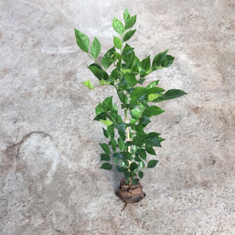 Cây nguyệt quế hạt, chiều cao 30cm thân trụ thẳng sức sống tốt dễ chăm sóc, thích hợp trang trí cảnh quan