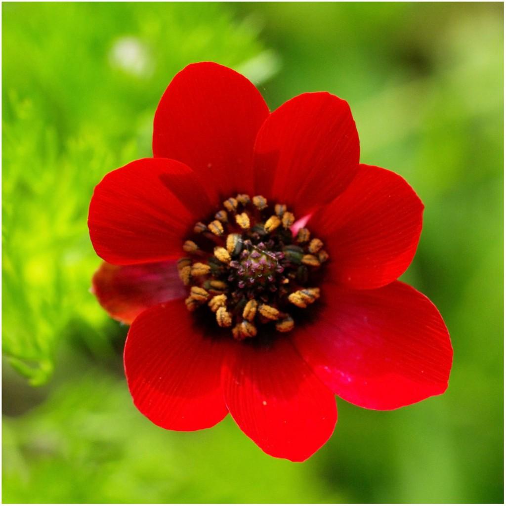 Hạt giống hoa Uyển hồng - gói 100 hạt