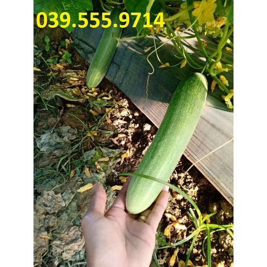 Hạt giống Dưa Leo Xanh F1 Chịu Nhiệt – 2gram