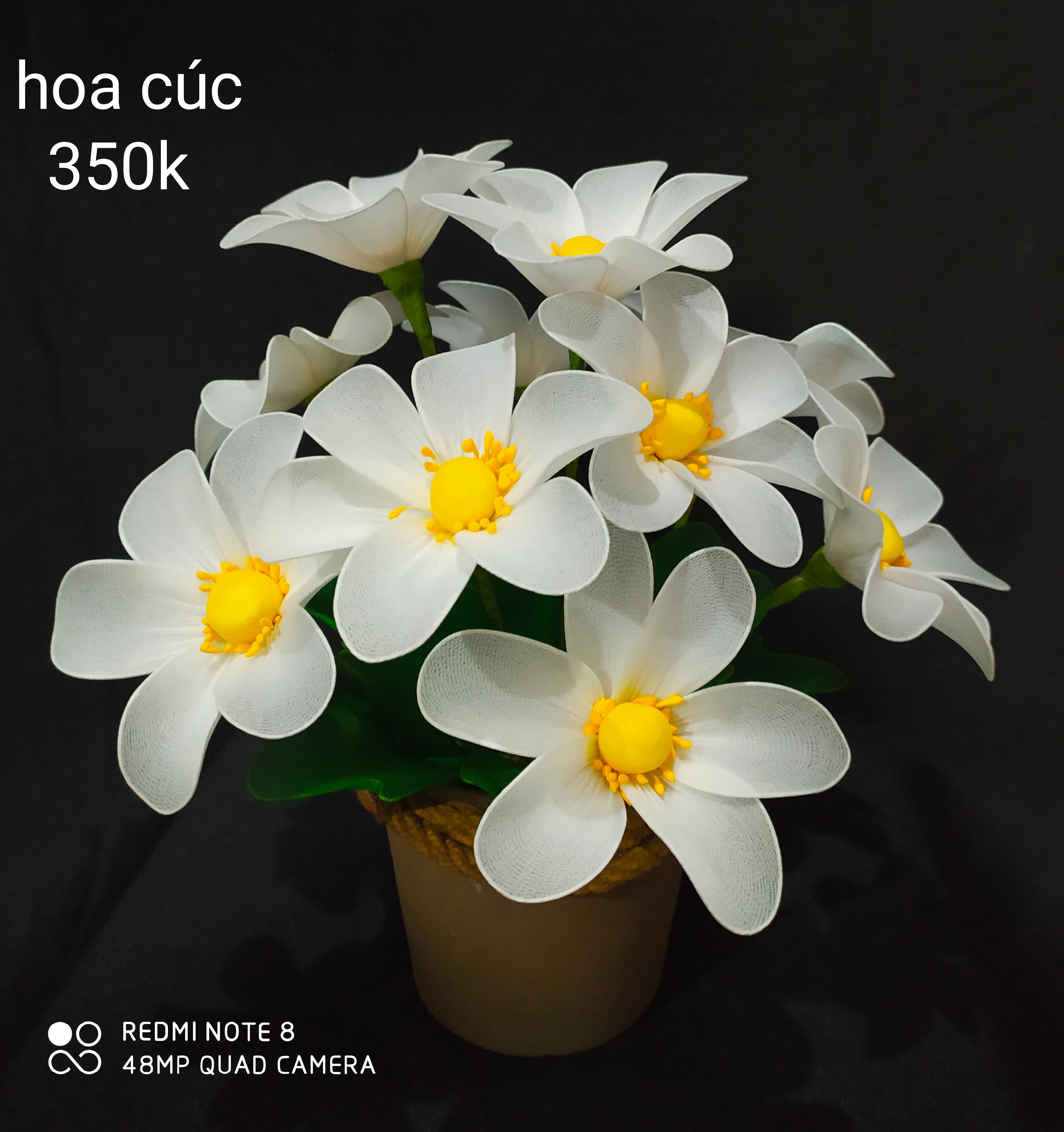 Hoa cúc trắng