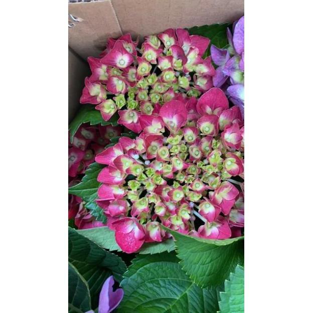 Com bo 2 cây cẩm tú cầu bầu ổn định