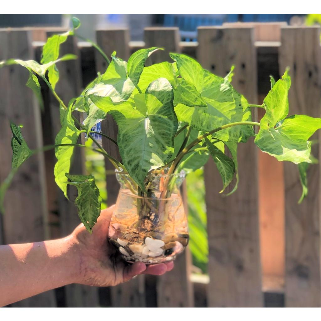 Chậu thủy tinh cây trầu bà tróc bạc thủy canh