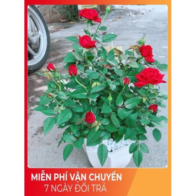 Chậu Hoa Hồng Có Hoa Sẵn