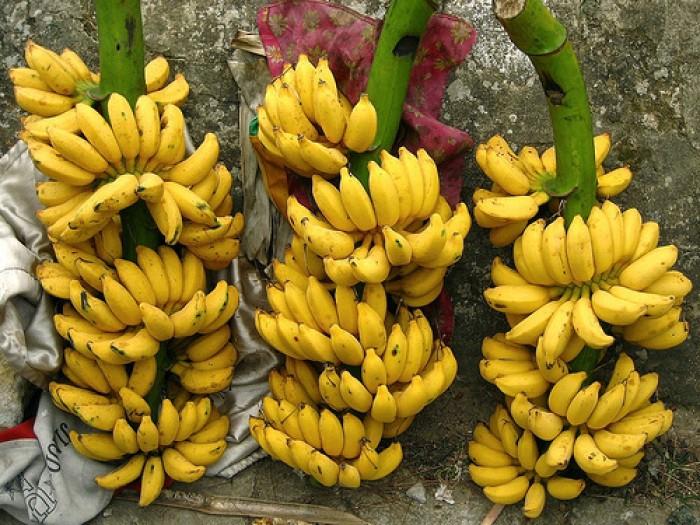 Chuối Tây mốc cây mô CHẤT LƯỢNG UY TÍN