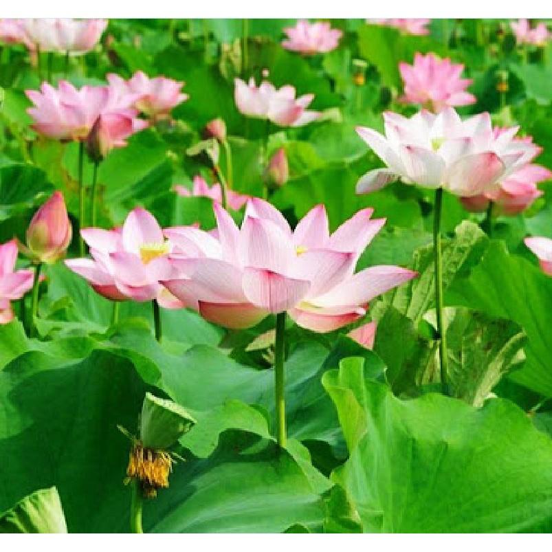 Hạt Giống Hoa Sen Ta 10 hạt/gói