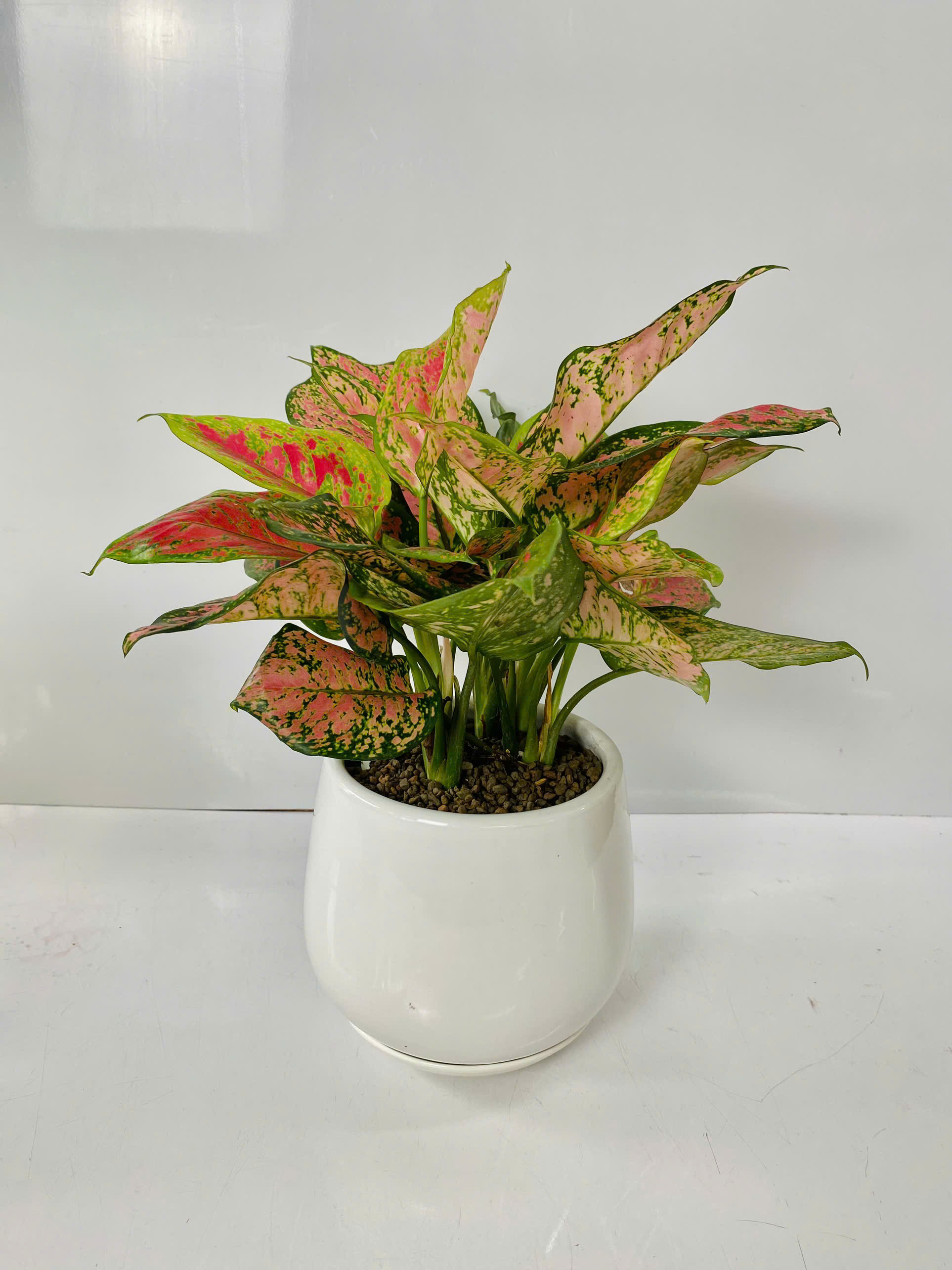 Chậu Cây Để Bàn Nhỏ Văn Phòng (1 bộ chậu và Cây Vạn Lộc Đỏ) cây trong nhà trang trí may mắn