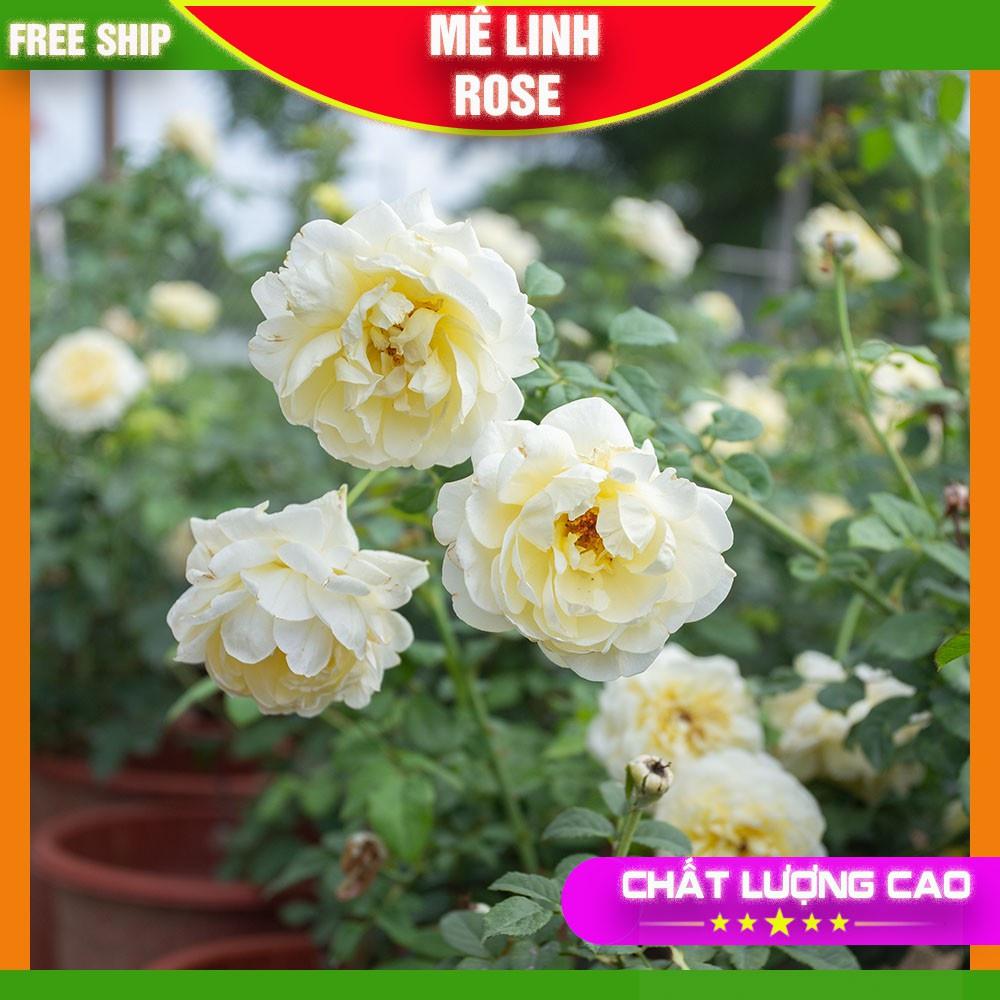 Hoa Hồng Ngoại Màu Trắng- Vàng Tươi Sáng Bông Nở To Mùi Hương Thơm Nhẹ