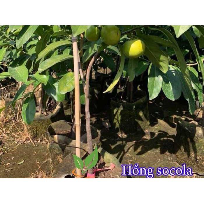 CÂY HỒNG SOCOLA