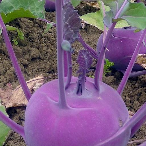 Hạt Giống củ Su Hào TÍm-gói 0,2grtặng kèm gói phân bón lót