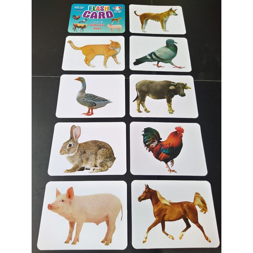 Bộ Thẻ Học Thông Minh cho bé 18 Chủ Đề thẻ học Glenn Doman loại to song ngữ Flashcard