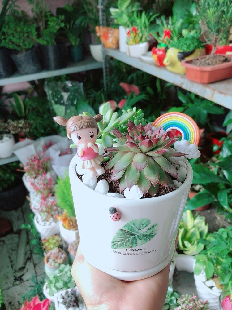 Chậu Sen Đá Tiểu Cảnh