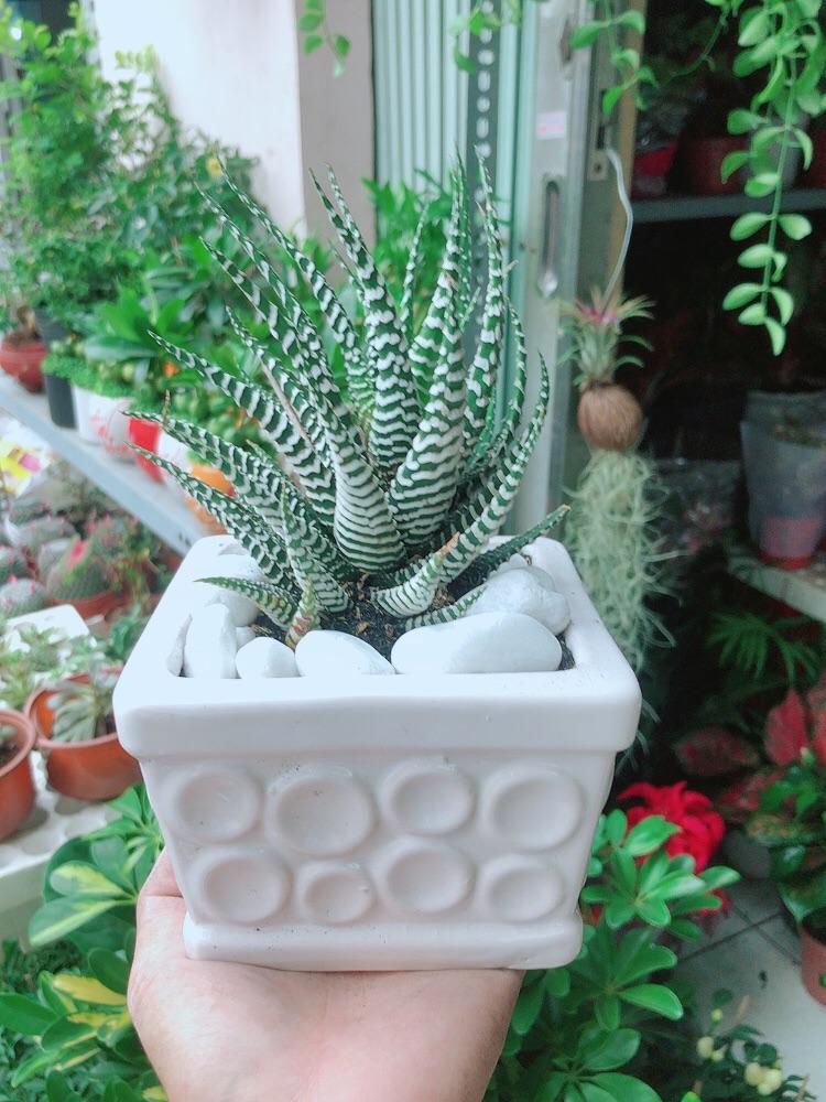 Chậu Cây Xương Rồng May Mắn