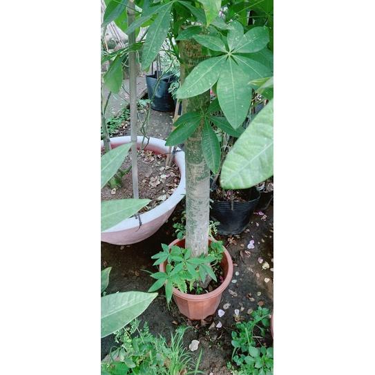 Kim Ngân 1 Thân Lớn