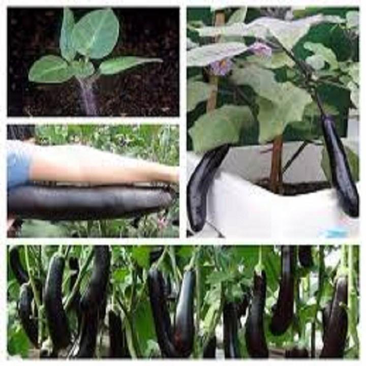 HẠT GIỐNG CÀ NÂU CƠM XANH