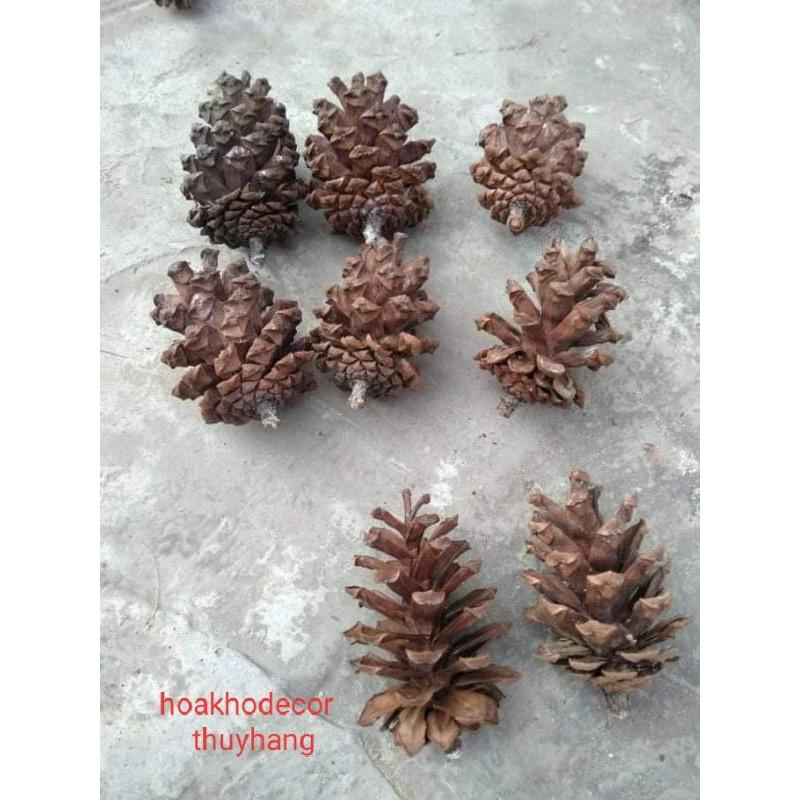 Quả Thông Khô trang trí decor