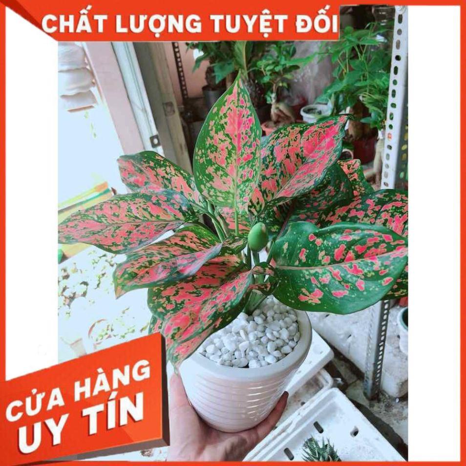 Chậu cây vạn lộc Nhiều Người Mua