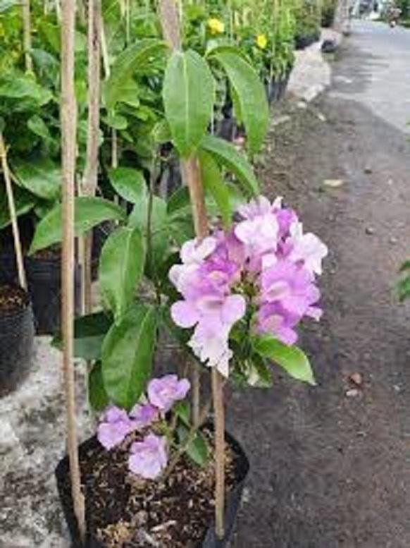 Cây lan tỏi, cây lan tỏi leo, hoa trắng tím siêu đẹp siêu sai hoa