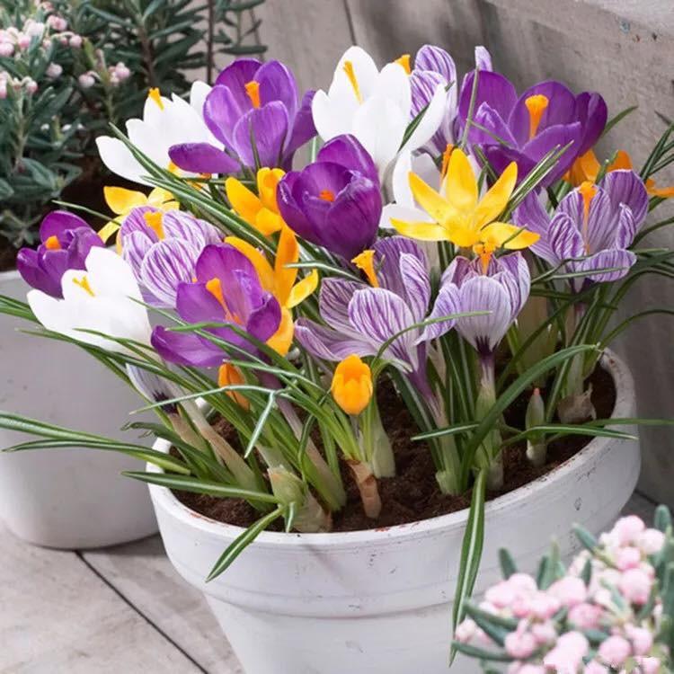 Bộ 3 Củ giống hoa nghệ tây hoa màu trắng