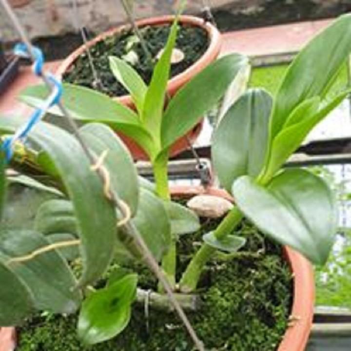 Hoa lan - mít văn sơn+ 700g phân thỏ hữu cơ