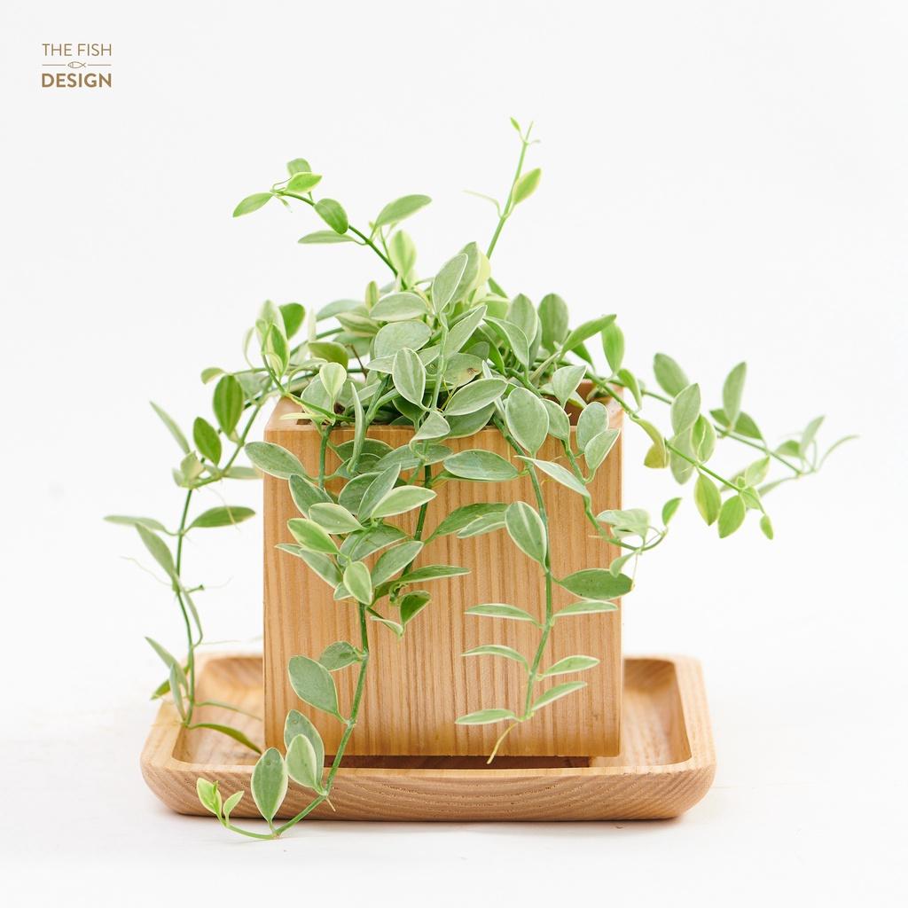 Chậu cây Hạt Dưa Cẩm Thạch hợp với người mệnh Mộc và Hỏa giúp gia chủ hút tài lộc và đem lại nhiều may mắn, cát tường | size M | The Fish Design