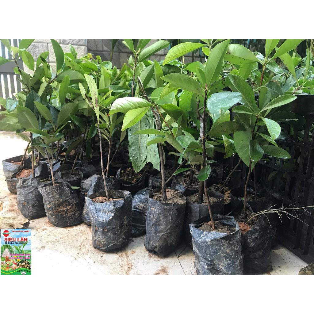 Cây giống CHERRY chịu nhiệt - Cây giống F1- hàng nhập khẩu