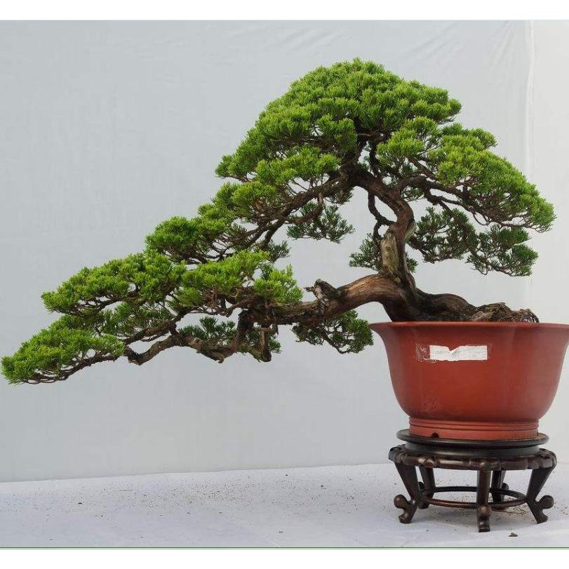Hạt giống cây tùng la hán KNS3442 - Gói 10 hạt