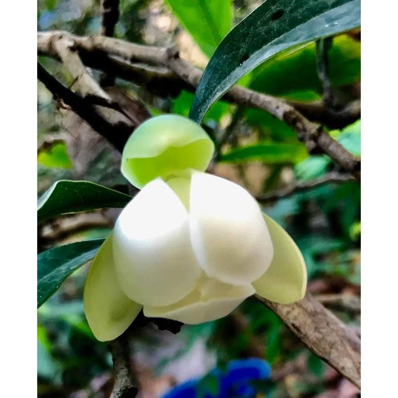 HOA DẠ HỢP HƯƠNG TRẮNG  - cây giống lớn