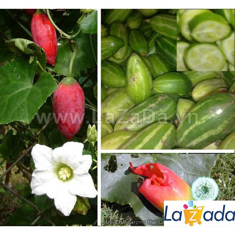 Hạt Giống Cây Bình Bát Dây Dây Bát Mãng Bát a11