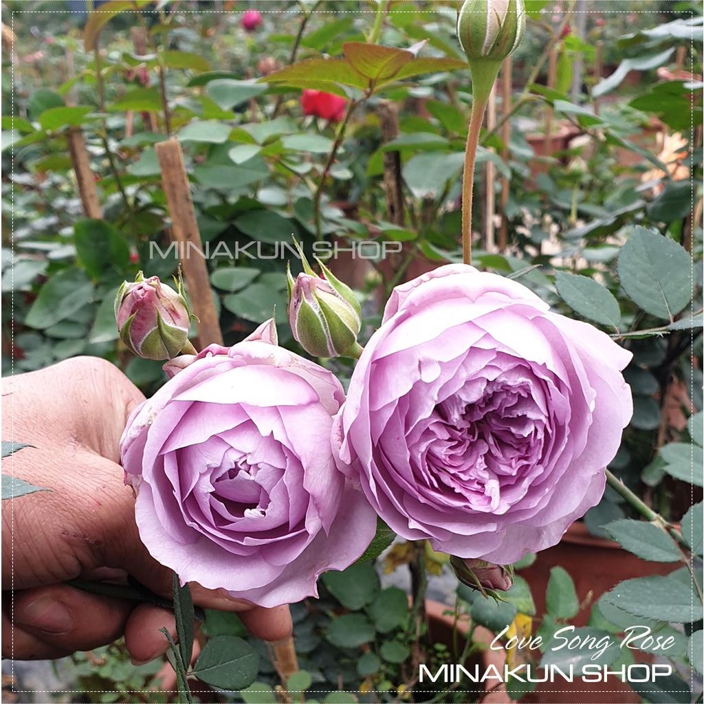 Hoa hồng ngoại Love Song Rose tím hoa chùm siêu đẹp - MinaKun Shop
