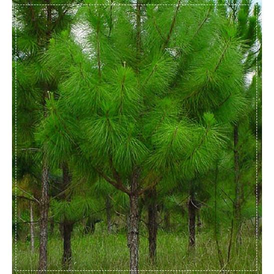 Hạt giống cây thông caribe (  Pinus caribaea ) - Gói 5 Hạt KNS3