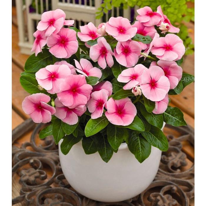 Hạt giống hoa dừa cạn lùn mix màu/gói 50 hạt