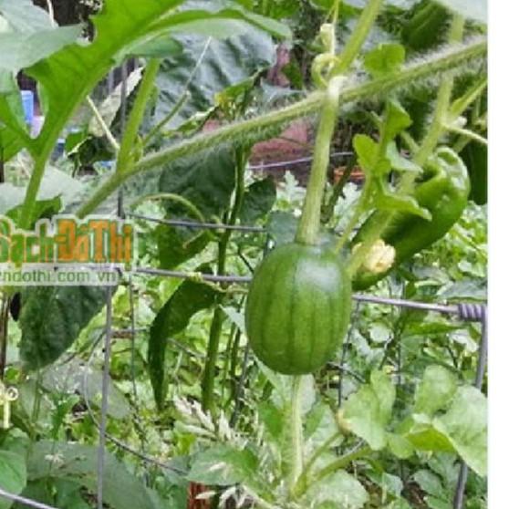 Hạt giống dưa hấu nụ - dưa hồng, dưa canh - Phú Nông 3gr/gói