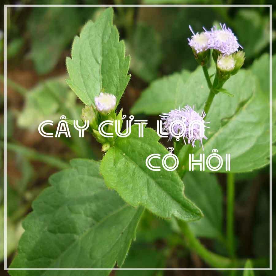 Cây Cỏ Hôi (Cây Cứt Lợn) khô 1kg