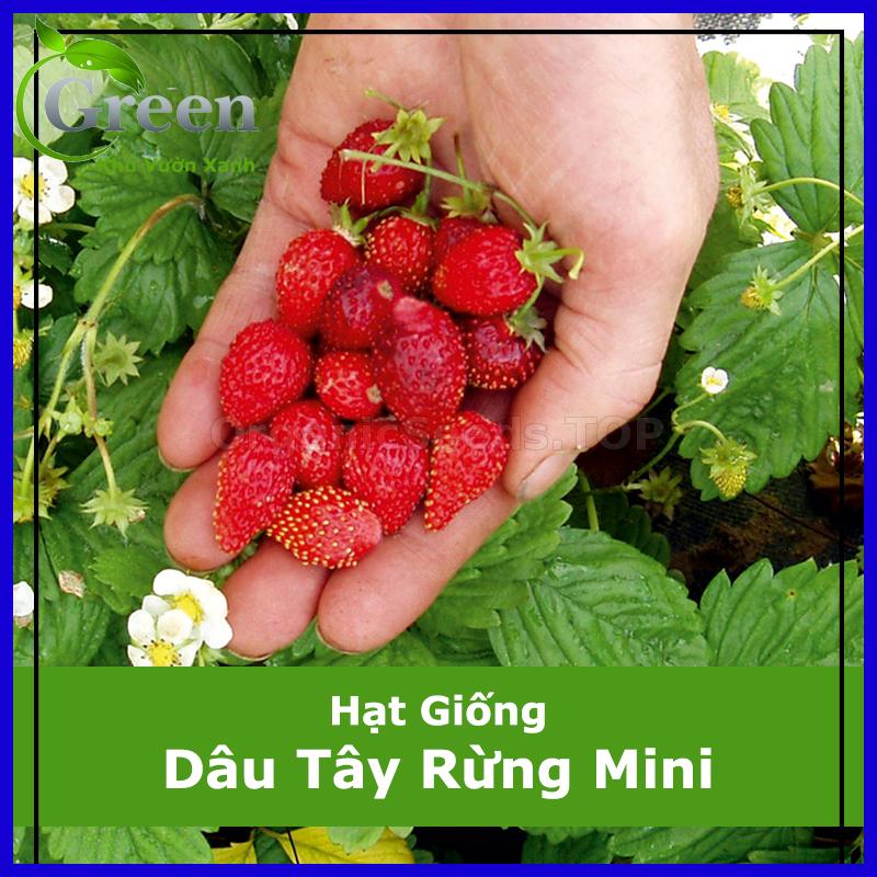 Hạt Giống Dâu Tây Rừng Mini