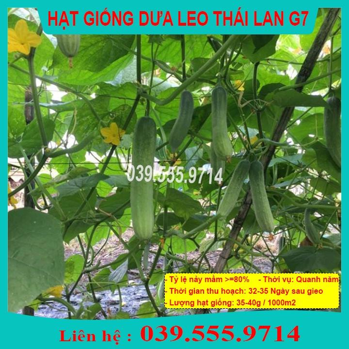 Hạt giống Dưa Leo F1 Napoli G7 – 1gram Dưa Siêu Quả