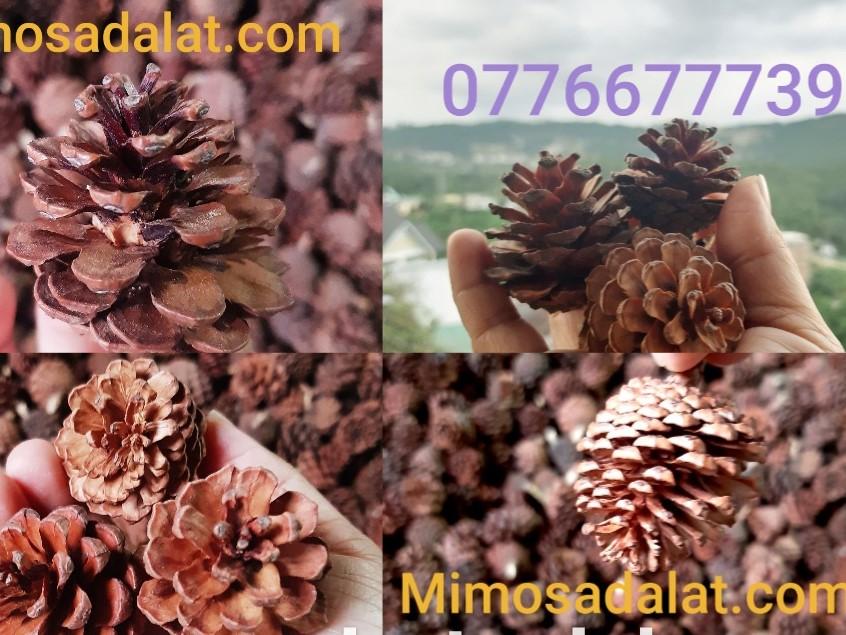 Quả Thông Đà Lạt loại nhỏ 1kg - hàng đẹp không vỡ cánh