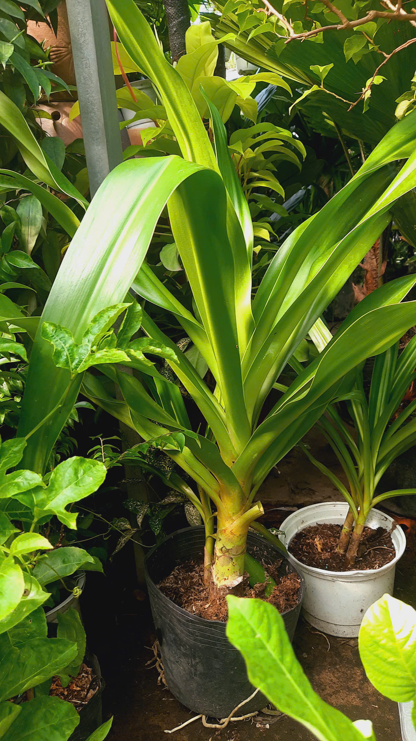 cây náng hoa trắng - đại tướng quân hoa trắng - đk thân 6-8cm