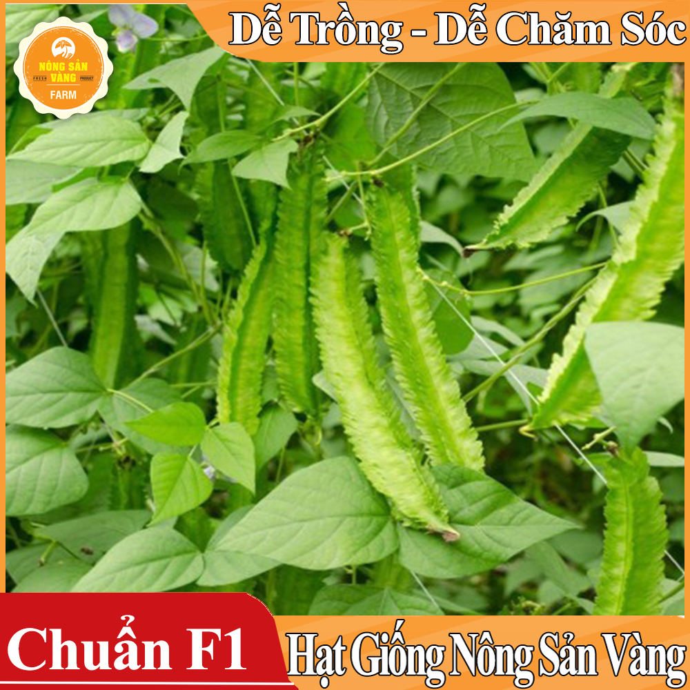Hạt giống Đậu Rồng