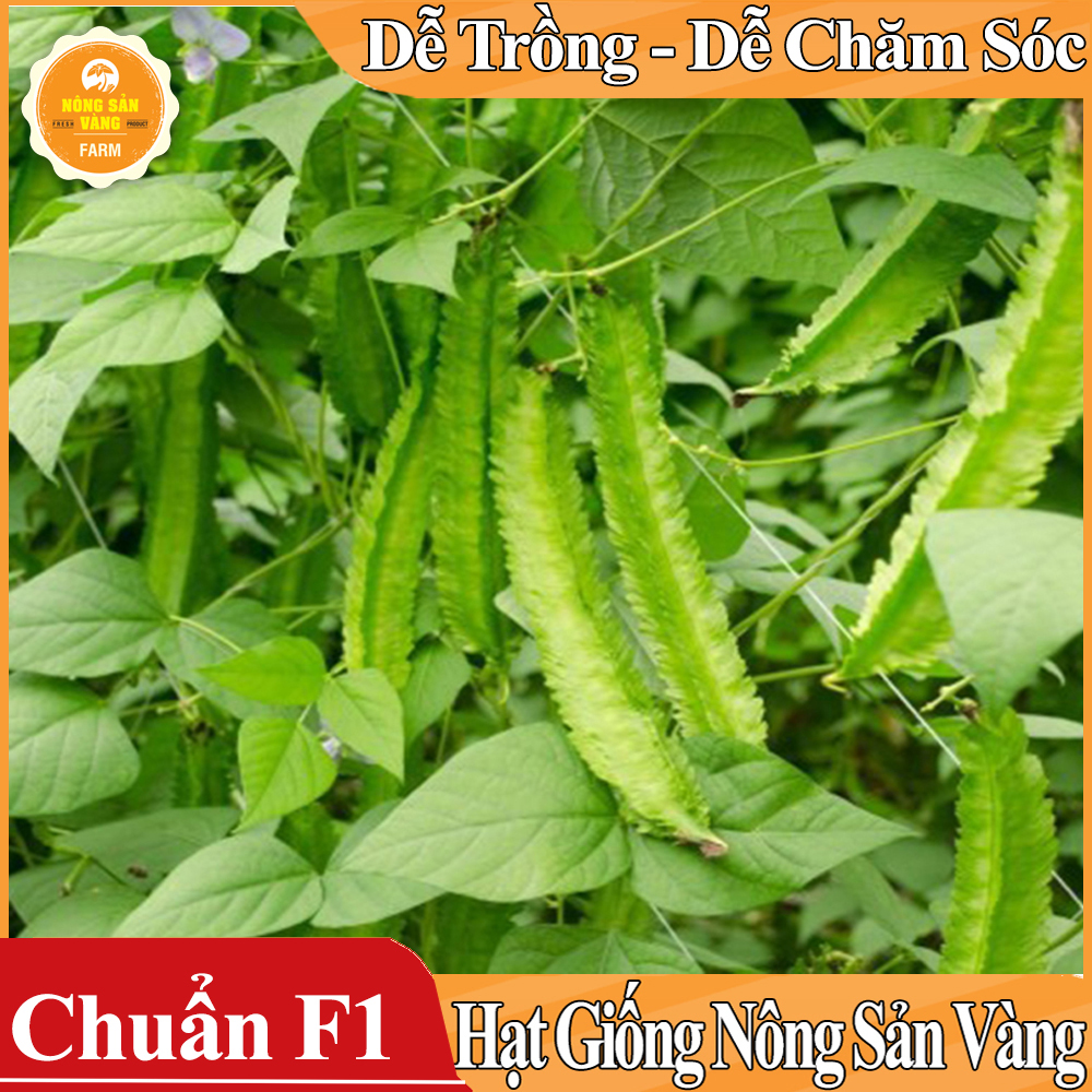 Hạt giống Đậu Rồng ( Gói 10 Gram )