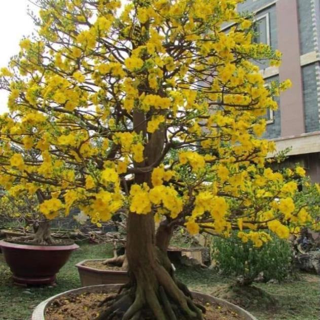 Sản phẩm HOA MAI VÀNG SIÊU HÓT