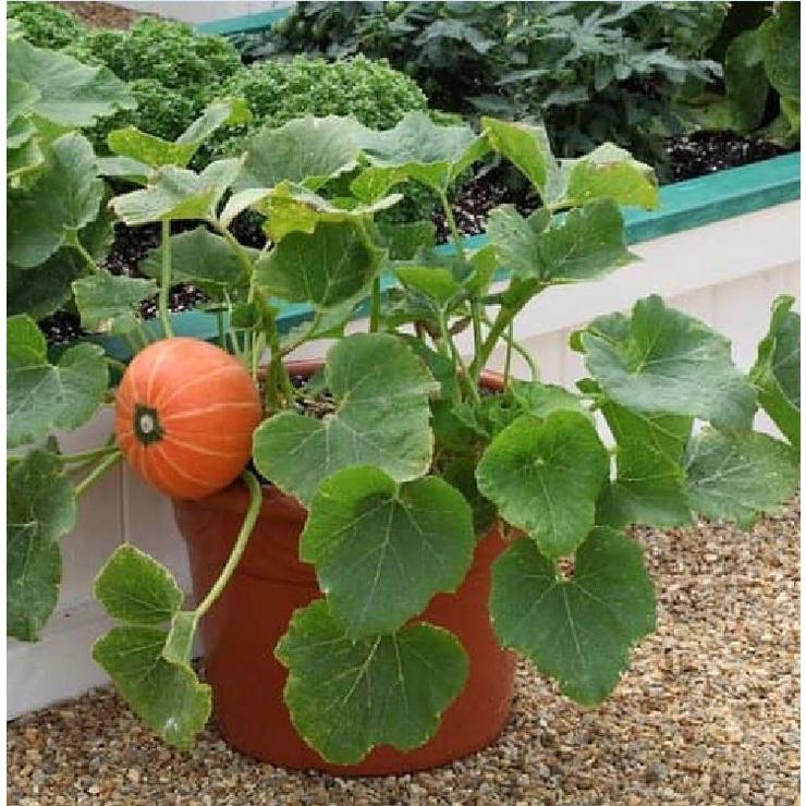 Hạt giống bí ngô mặt trời KNS339 - gói 10 hạt