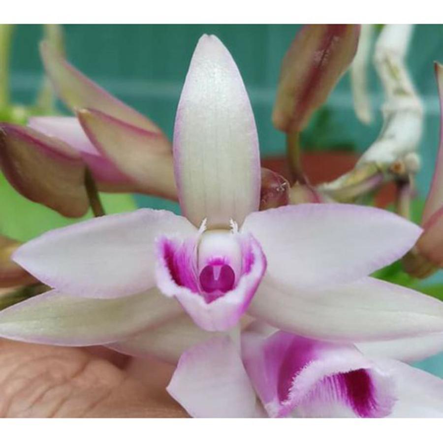 2 cây hoa phong lan - phi điệp nù tam bố cây đẹp sản phẩm mới