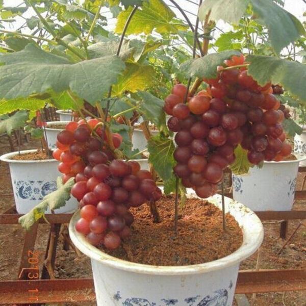 Cây giống nho lùn pháp hàng chuẩn