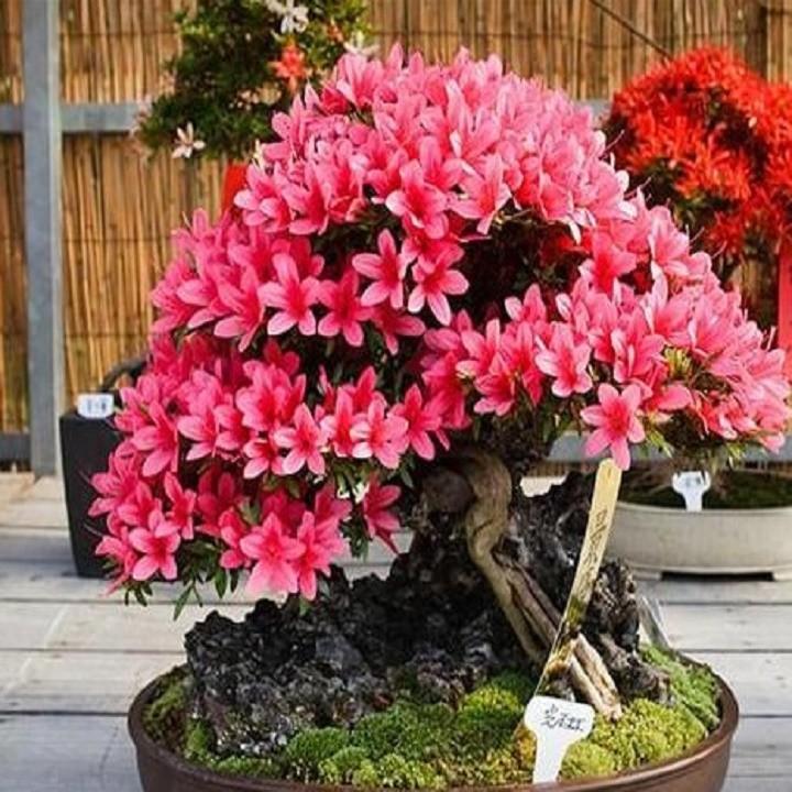 COMBO 5 CÂY GIỐNG HOA ĐỖ QUYÊN NHẬT BẢN NHIỀU MÀU