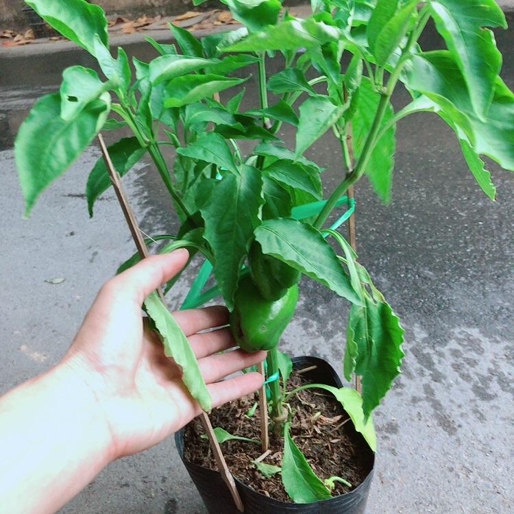 Cây Ớt Chuông