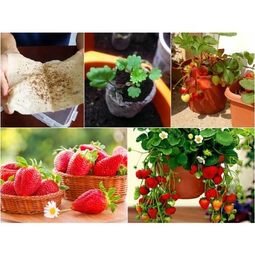Combo 4 gói hạt giống dâu tây các loại-gói 100 hạt-tặng kèm gói kích mầm