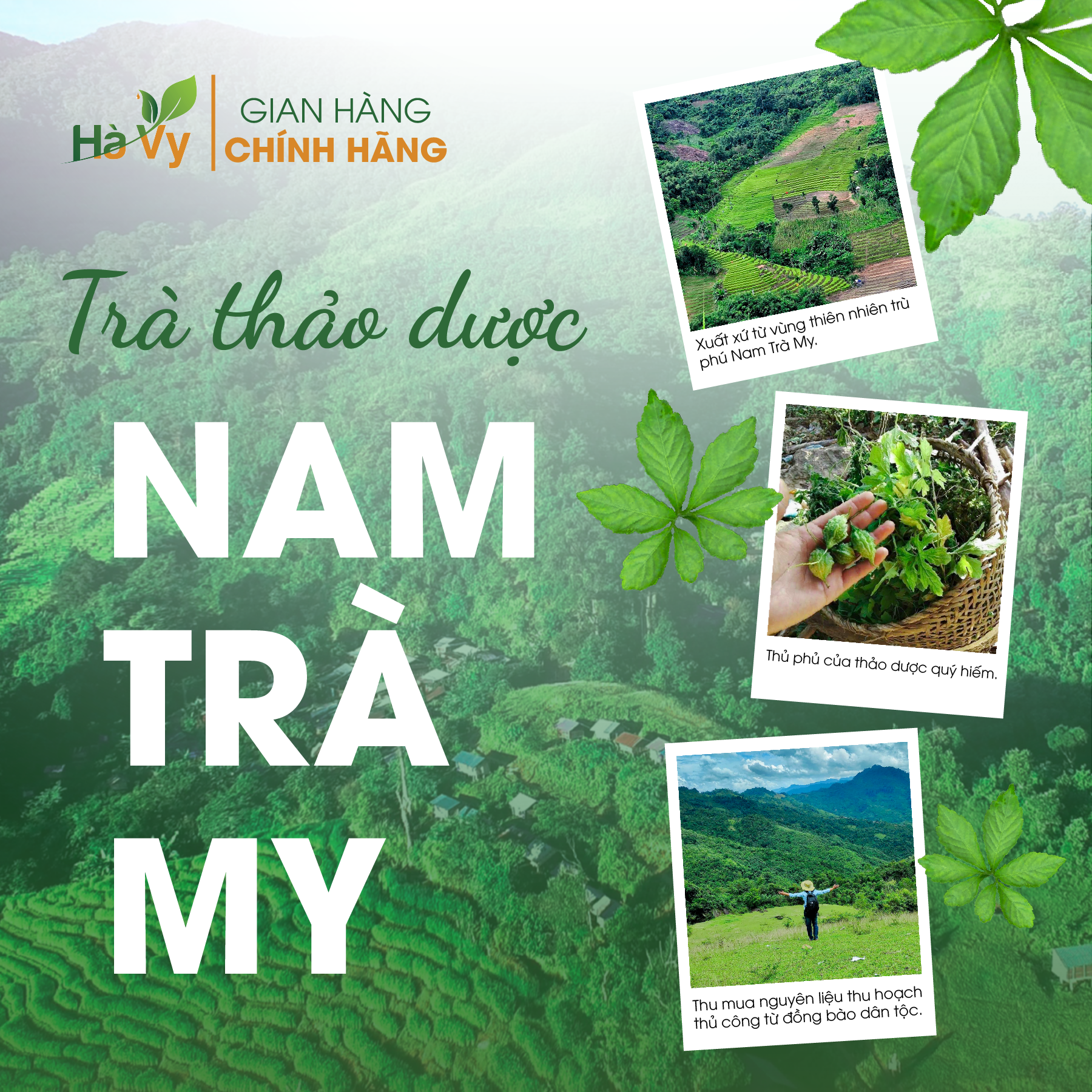 Combo Trà Giảo Cổ Lam &amp; Trà Dây Nam Trà My Hà Vy hỗ trợ làm đẹp da, hỗ trợ giảm cân, hỗ trợ điều trị bệnh dạ dày hiệu quả (set 2 hộp trà túi lọc)