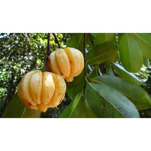 CÂY GIỐNG CÂY TAI CHUA