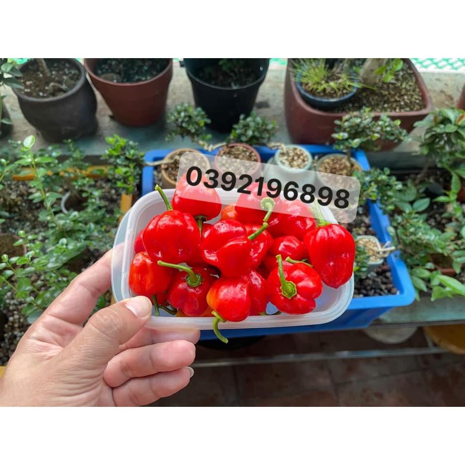 Hạt giống Ớt Siêu Cay Habanero Đỏ Mỹ