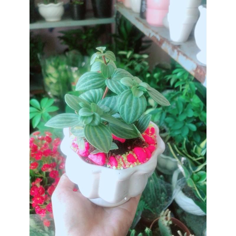 Chậu Cây Hột Xoàn